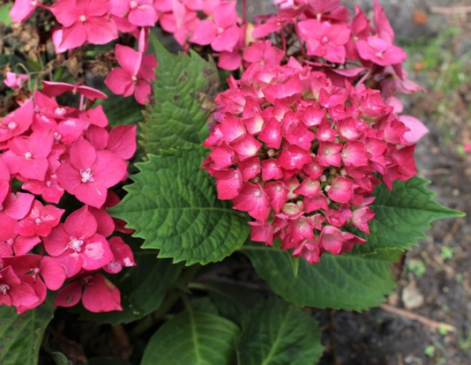 Hortensie calinoides Leuchtfeuer