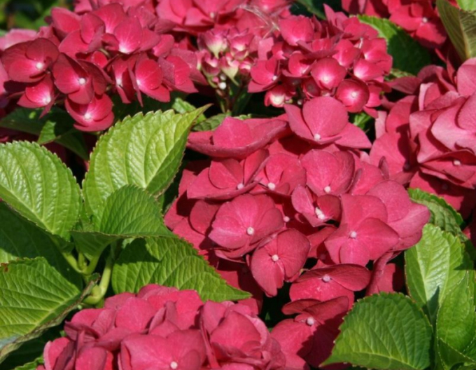 Hortensie calinoides Roter Baron