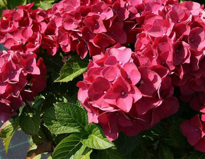 Hortensie calinoides Roter Baron