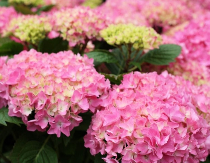 Hortensie calinoides Rosita