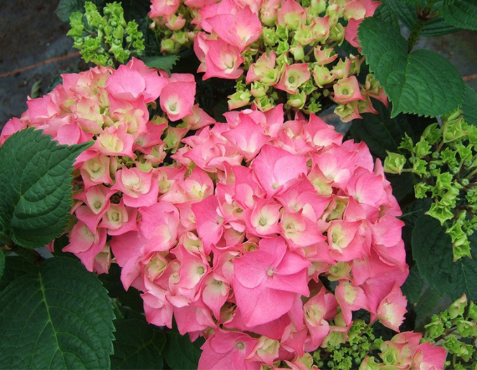 Hortensie calinoides Rosita