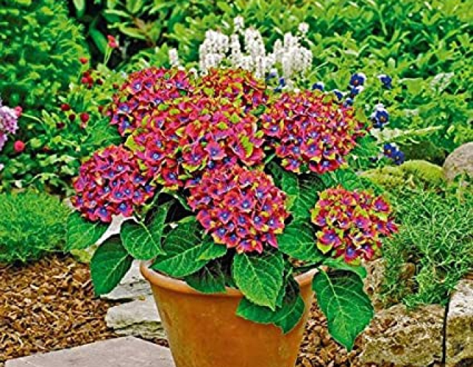 Hortensie calinoides Schloss Wackerbath
