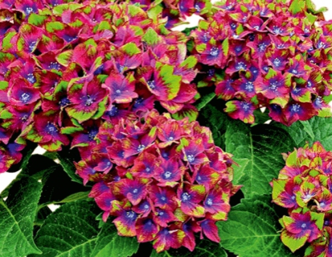 Hortensie calinoides Schloss Wackerbath