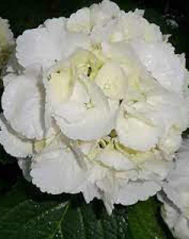 Garten-Hortensie Schneeball