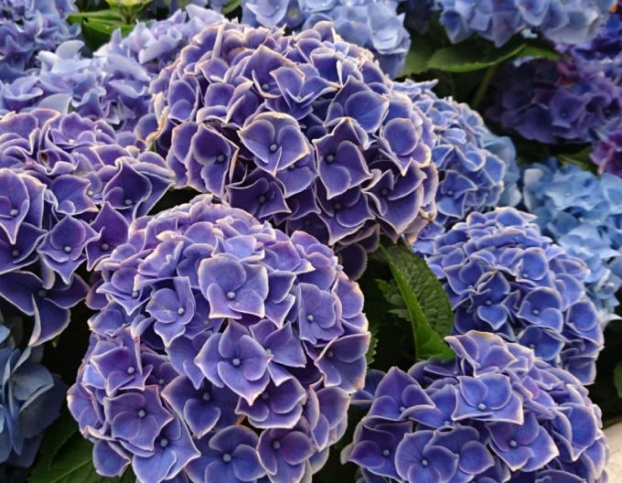 Hortensie calinoides Tivoli Blau