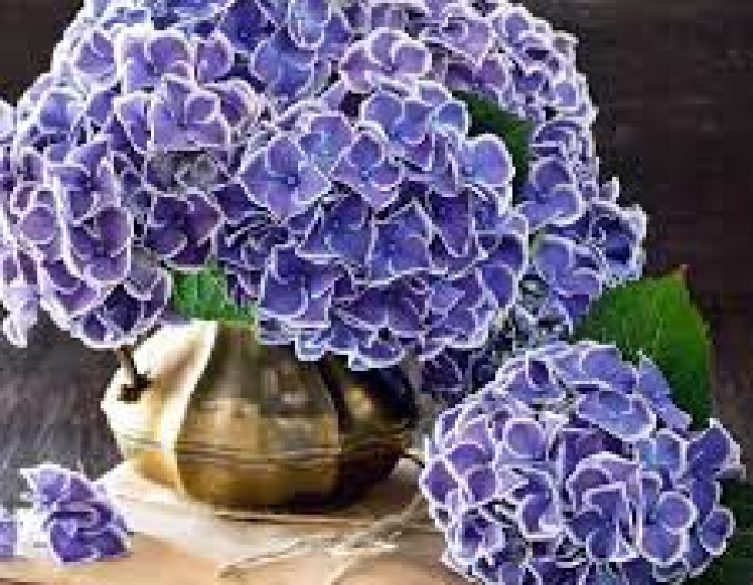 Hortensie calinoides Tivoli Blau