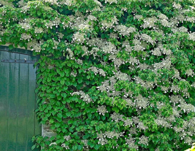 Hortensie kletternd