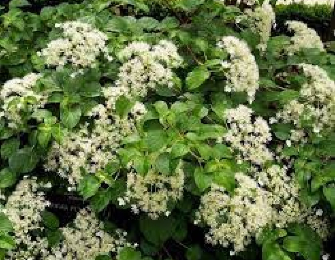 Hortensie kletternd