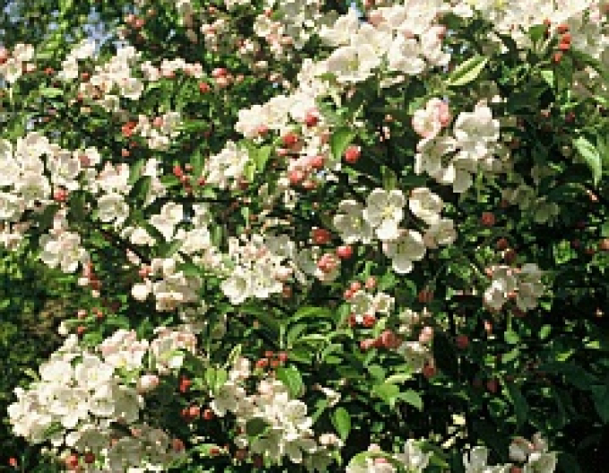 Zierapfelbaum Red Jade