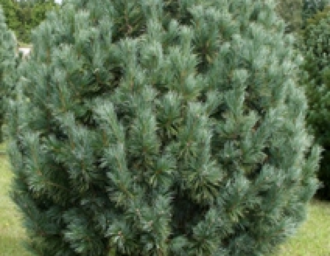 Gliederkiefer Compacta Glauca