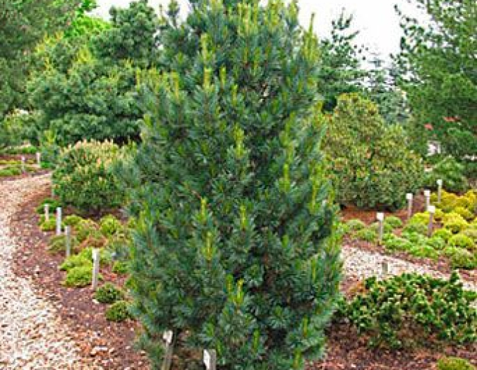 Gliederkiefer Compacta Glauca