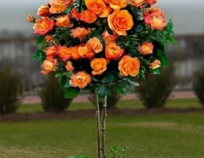 Baumrose Orange
