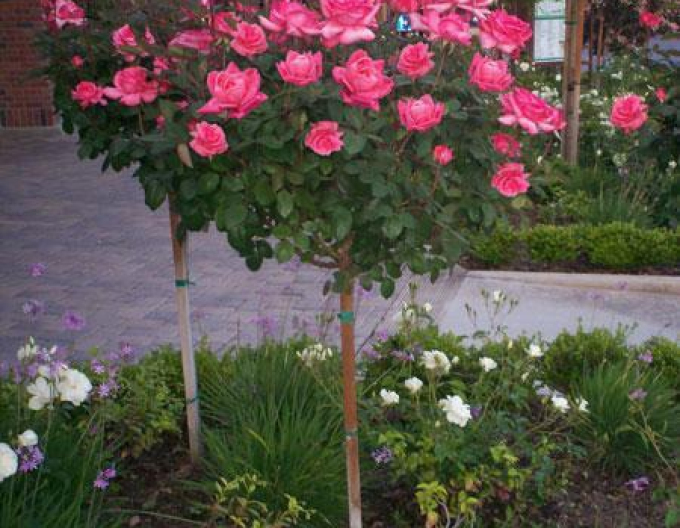 Baum Rose Rosa