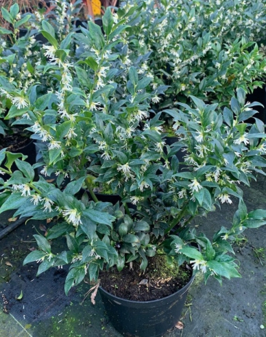 Sarkokoka ´Confusa´