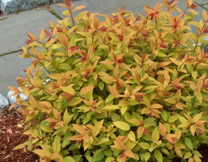 Japan-Spierstrauch Goldflame