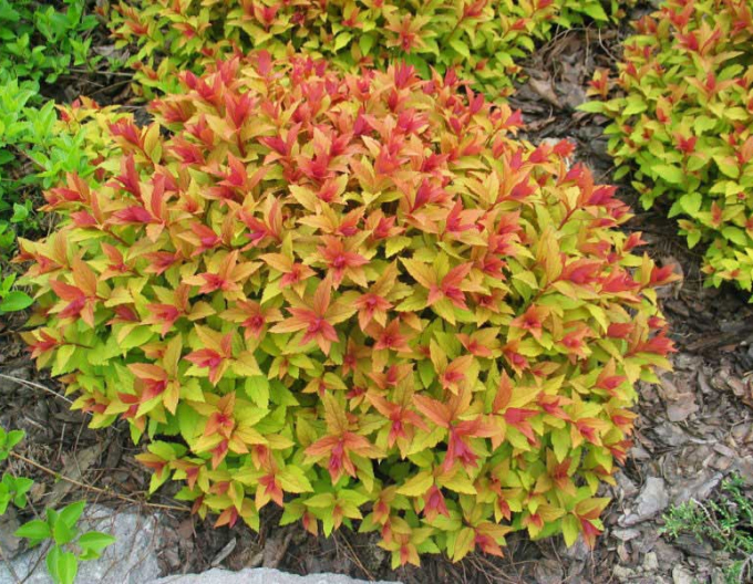 Japan-Spierstrauch Goldflame