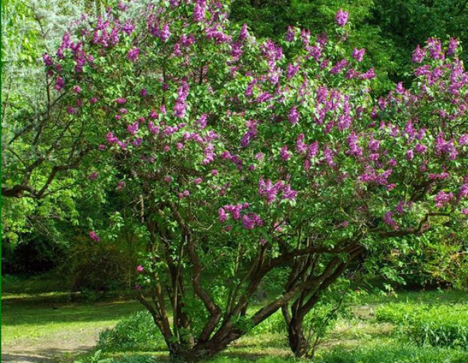 Gewöhnlicher Flieder Aucubaefolia