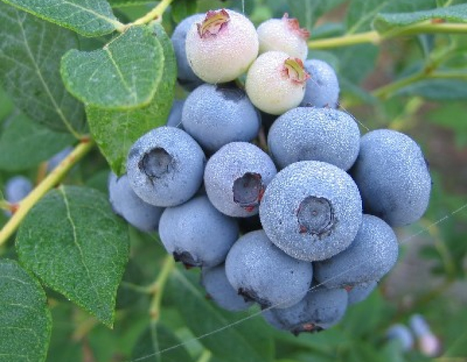 Kanadische Heidelbeere Blueray