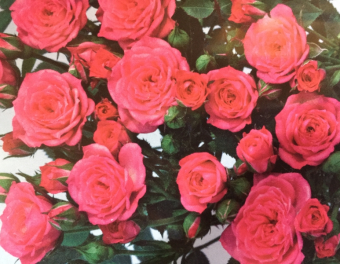Baum Rose Rosa