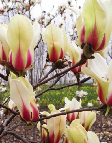 Magnolie Sunrise