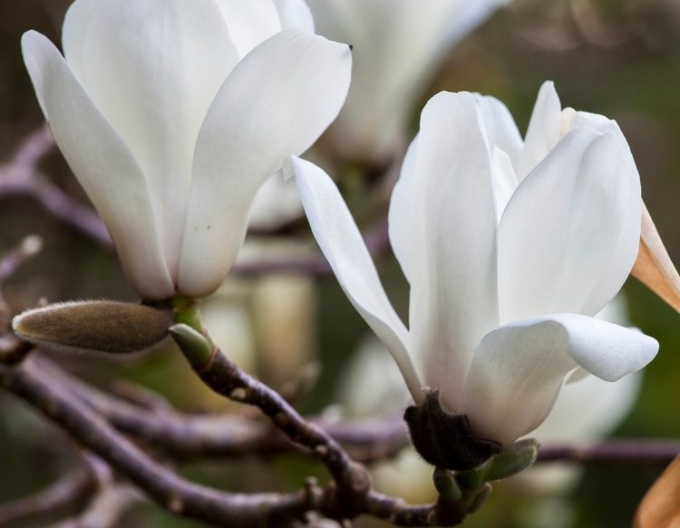 Magnolie Weißer Triumph