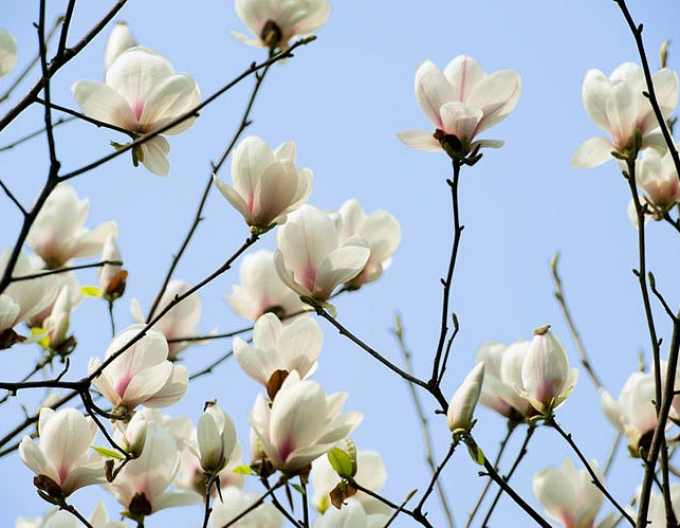 Magnolie Weißer Triumph