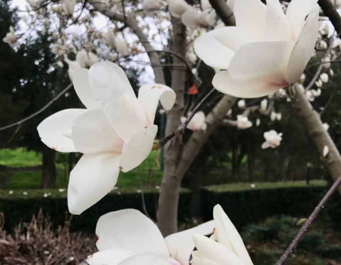 Magnolie Yulan
