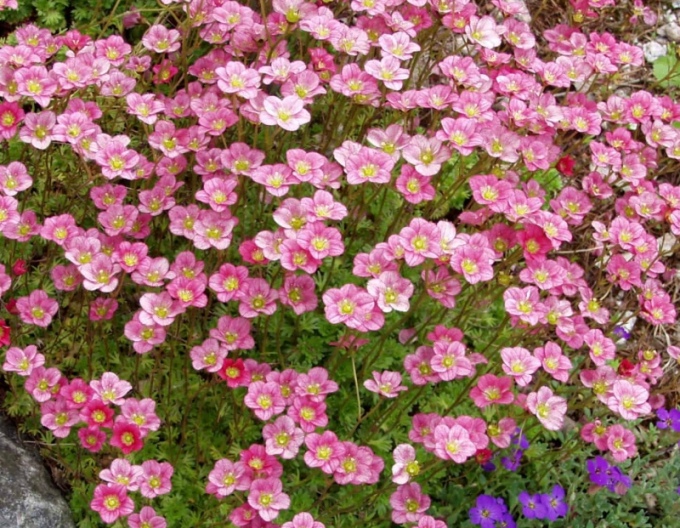 Elf Rose