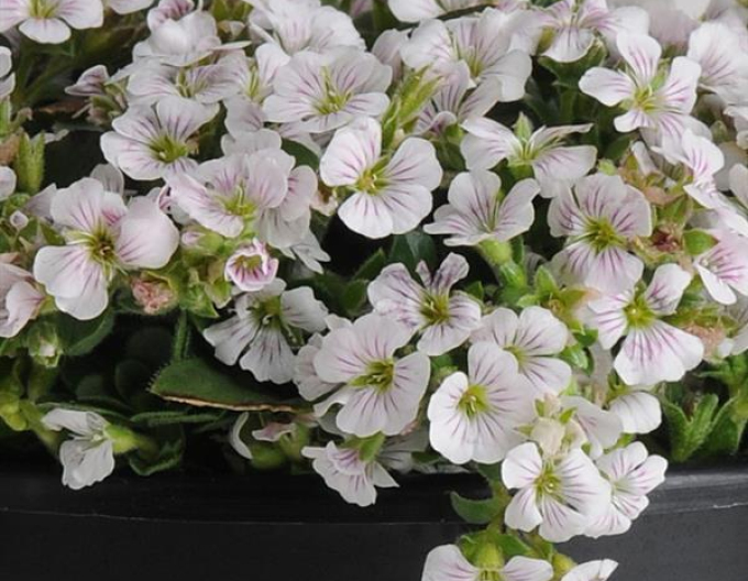 Gypsomila cerastioides Pixie Splash