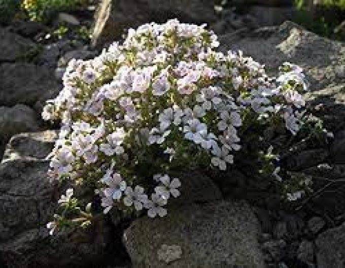 Gypsomila cerastioides Pixie Splash