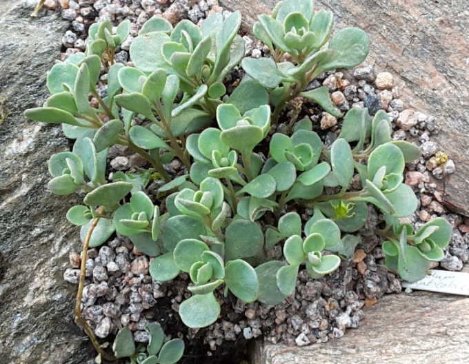 Fetthenne Cauticola