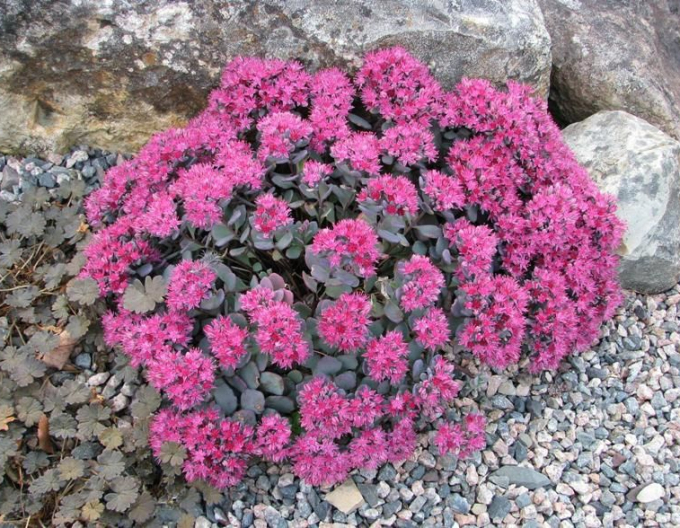 Fetthenne Cauticola