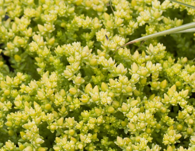 Fetthenne Aureum