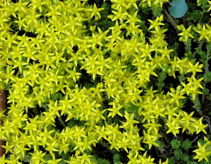 Fetthenne Aureum
