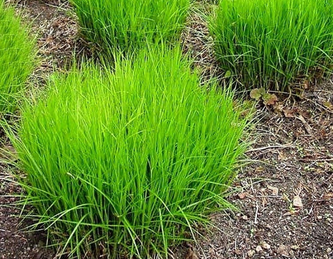 Palmwedel-Segge