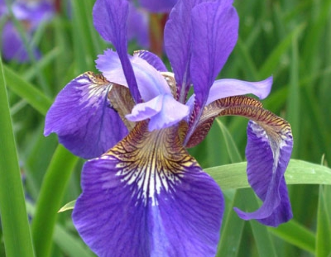 Iris Blue King