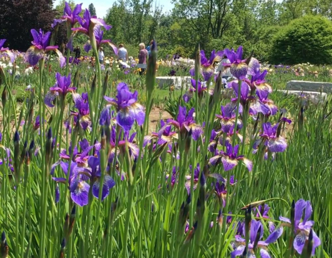 Iris Blue King