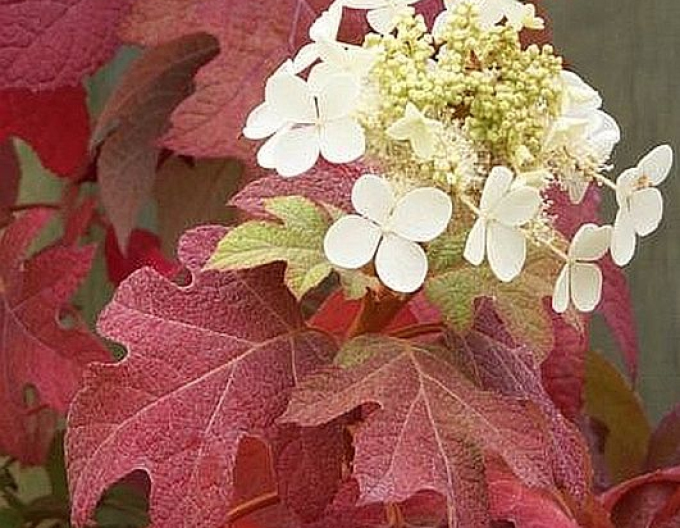 Zweikeimblättrige Hortensie