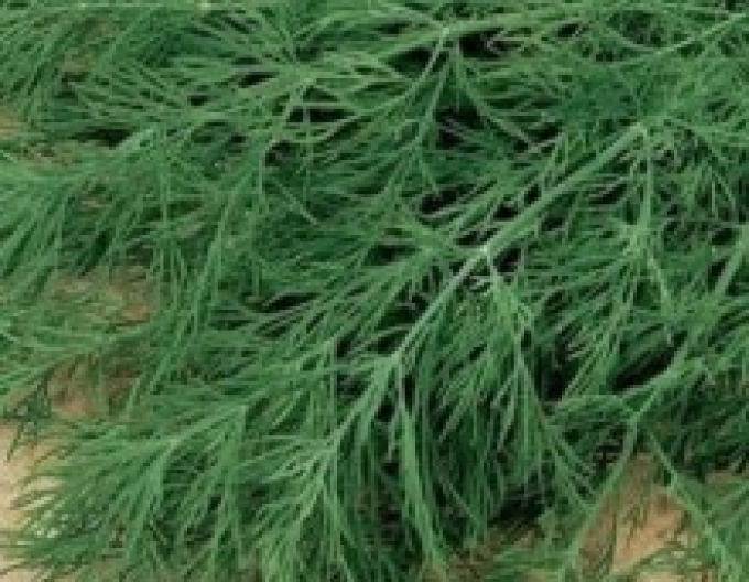 Dill duftend Ella