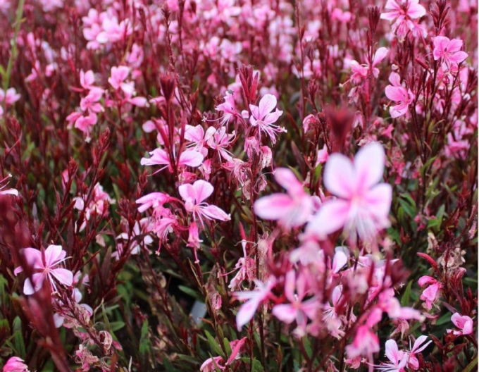 Gaura Passionate Blush