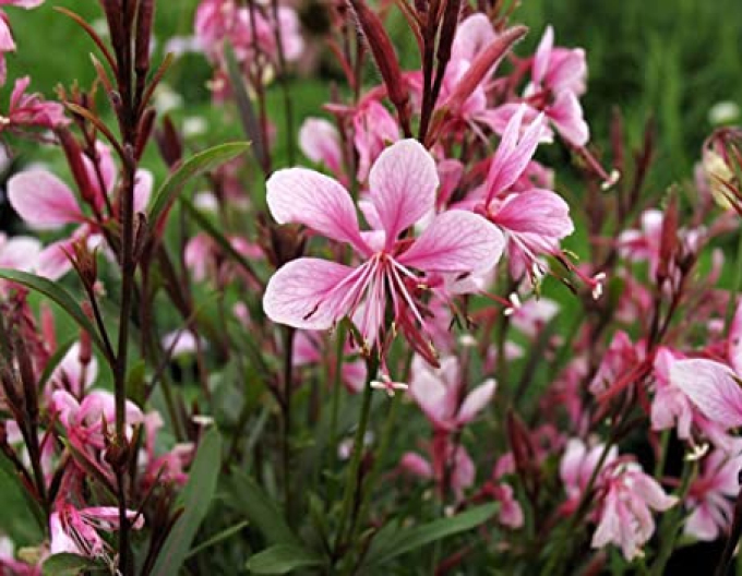 Gaura Passionate Blush