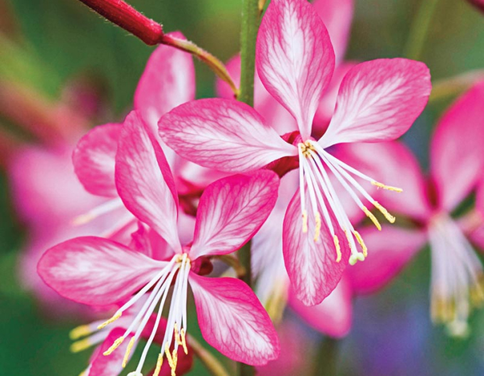 Gaura Rosy Jane