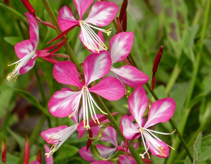 Gaura Rosy Jane