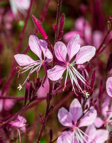 Gaura Siskiyou Rosa