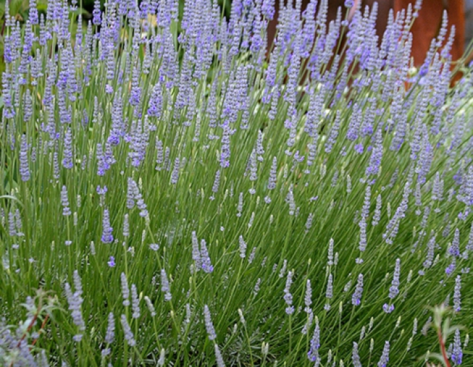 Lavendel "Provence"