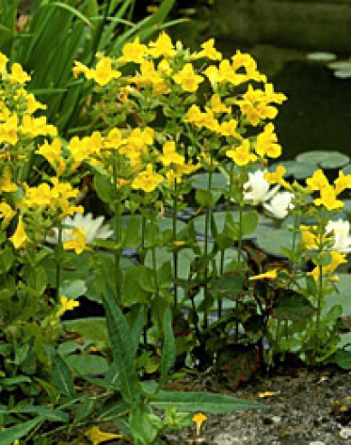 Gauklerblume