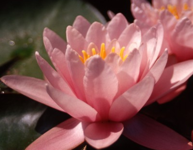 Seerose Rose Magnolia