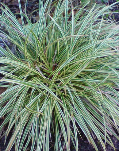 Segge ´Variegatta´
