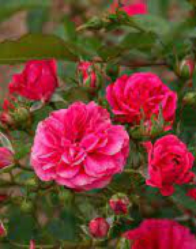 Stammrose Fairy Queen