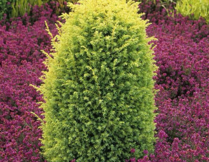 Wacholder Gold Cone